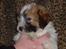 Coton de tulear Romy of gentle mind