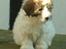 Coton de tulear Romy of gentle mind