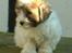 Coton de tulear Romy of gentle mind