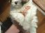Coton de tulear Romy of gentle mind