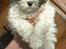 Coton de tulear Romy of gentle mind