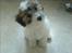 Coton de tulear Romy of gentle mind