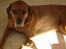 Rhodesian ridgeback R.I.P Nala - kær