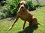 Rhodesian ridgeback R.I.P Nala - vores futtehund :D
