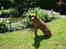 Rhodesian ridgeback R.I.P Nala