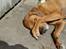 Rhodesian ridgeback R.I.P Nala - Gemmer mig for kameraet :)