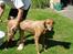 Rhodesian ridgeback R.I.P Nala - Vaskedag :)