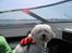Coton de tulear Ludvig  - Ludvigs første sejltur gik alletiders... 