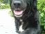 Labrador retriever Line - line miin hund elsker diig os for altid  tøsen<33 miin spring tøs<33 