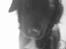 Labrador retriever Line - hvor er du sød tøssen hmm os to 4-ever <33
