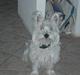 West highland white terrier fie
