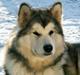 Alaskan malamute unavoq´s cheveyo Cody