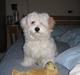 Coton de tulear Ludvig 