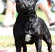 Staffordshire bull terrier - (Jysk) Samson 