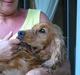 Cocker spaniel Bongo