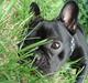 Fransk bulldog Eigil