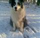 Australian shepherd Alve