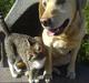 Labrador retriever Penny