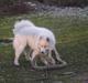 Samojedhund CC