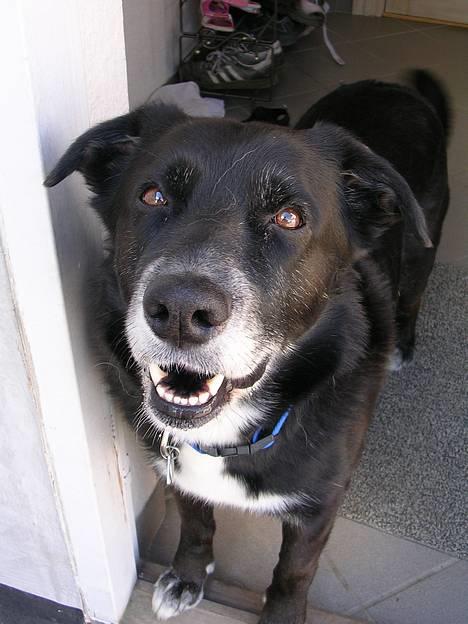 Blanding af racer Bamse R.I.P :'( - ..........hvor er jeg bare dejlig........ billede 1