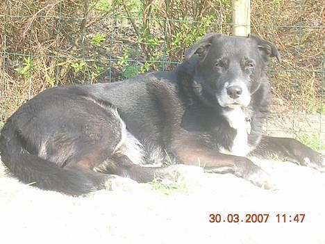 Blanding af racer Bamse R.I.P :'( - nyder forårs solen 07´ billede 2