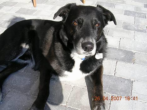 Blanding af racer Bamse R.I.P :'( - får en slapper i solen..... billede 3