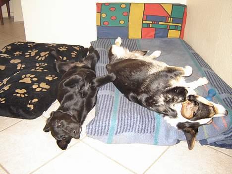 Welsh corgi cardigan A&H Faarup Wimmer - Kan man da aldrig få lidt ro billede 16