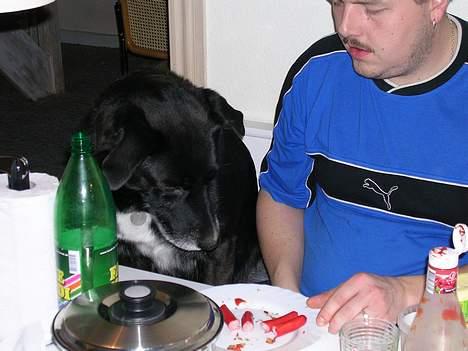 Blanding af racer Bamse R.I.P :'( - vil meget gerne spise med ....... billede 4