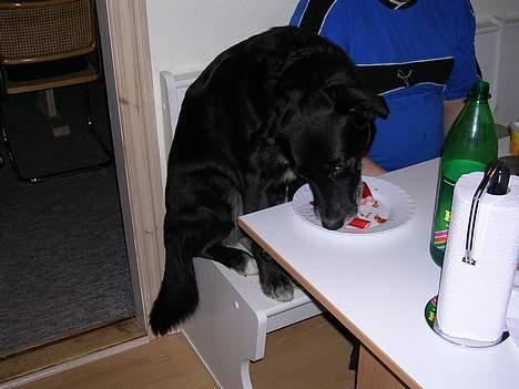 Blanding af racer Bamse R.I.P :'( - ........og så fik jeg lov til at spise med  :o) billede 5