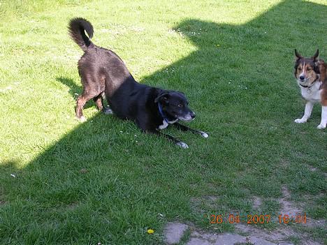 Blanding af racer Bamse R.I.P :'( - er klar til at lege.....kom nu .....kom nu....... billede 6