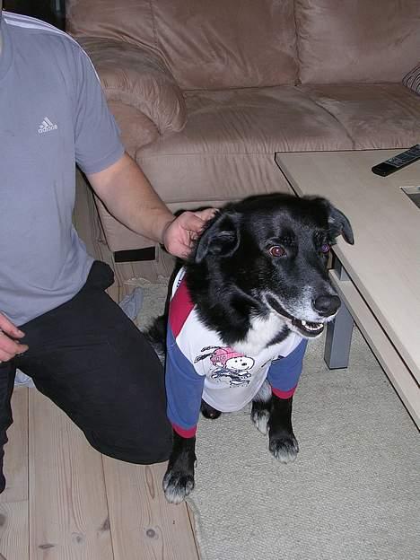 Blanding af racer Bamse R.I.P :'( - ...ja man skal finde sig i meget.... billede 7