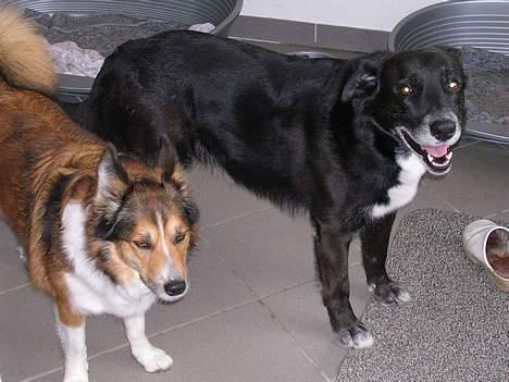 Blanding af racer Bamse R.I.P :'( - Bamse og Liva billede 8