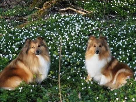 Shetland sheepdog Dodo billede 7