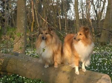 Shetland sheepdog Dodo billede 8