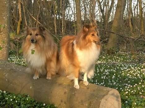 Shetland sheepdog Dodo billede 9