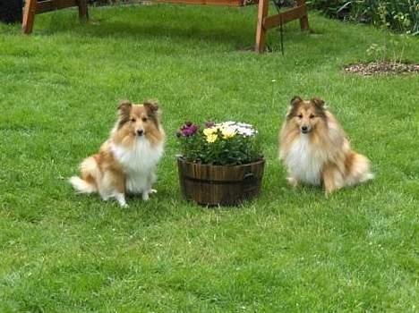 Shetland sheepdog Dodo billede 10