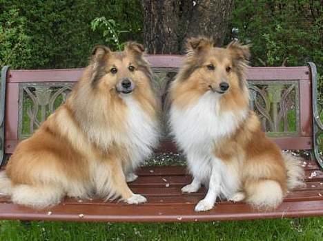 Shetland sheepdog Dodo billede 11