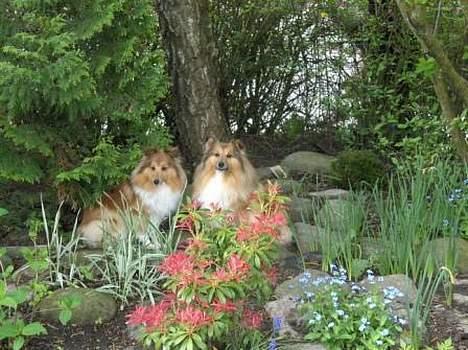 Shetland sheepdog Dodo billede 12