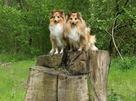 Shetland sheepdog Dodo billede 13