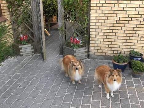 Shetland sheepdog Dodo billede 14