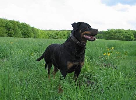 Rottweiler Clair (R.I.P 2010) - Clair maj 2006 billede 16