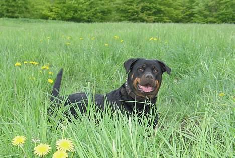 Rottweiler Clair (R.I.P 2010) - Clair maj 2006 billede 17
