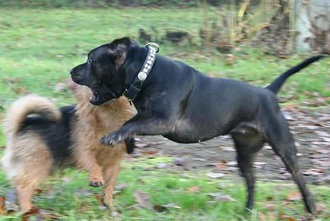 Staffordshire bull terrier Point of View Annie - Annie er en FAAARLIG kamphund!! *19/11-06* billede 14