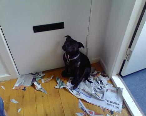 Staffordshire bull terrier Point of View Annie - Hvilken avis!? billede 15