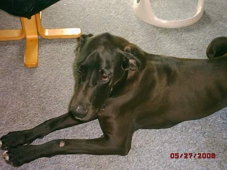 Grand danois blacki billede 1