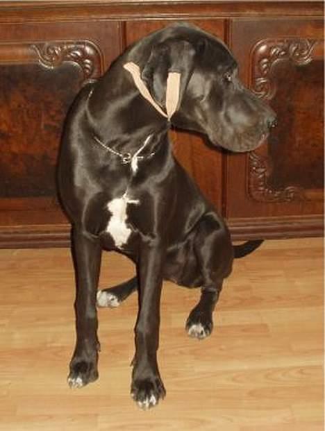 Grand danois blacki - ja er jeg ikk smuk ss billede 2