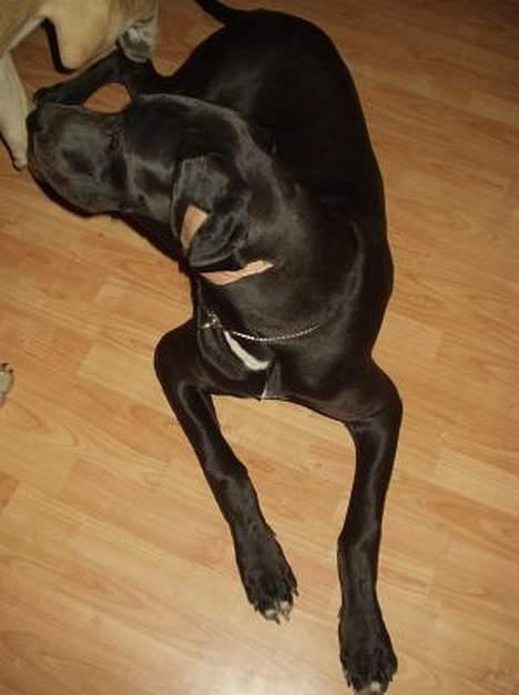 Grand danois blacki billede 3