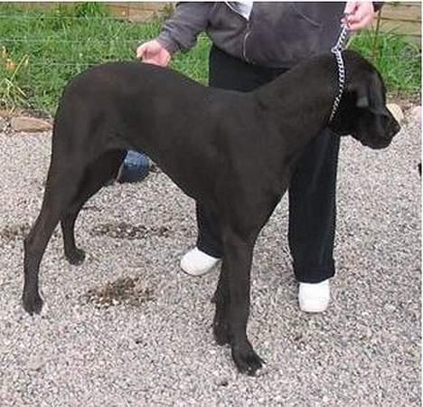 Grand danois blacki billede 4