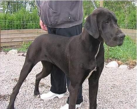 Grand danois blacki billede 5