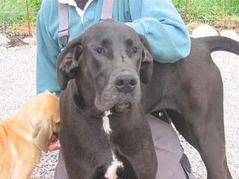 Grand danois blacki billede 6